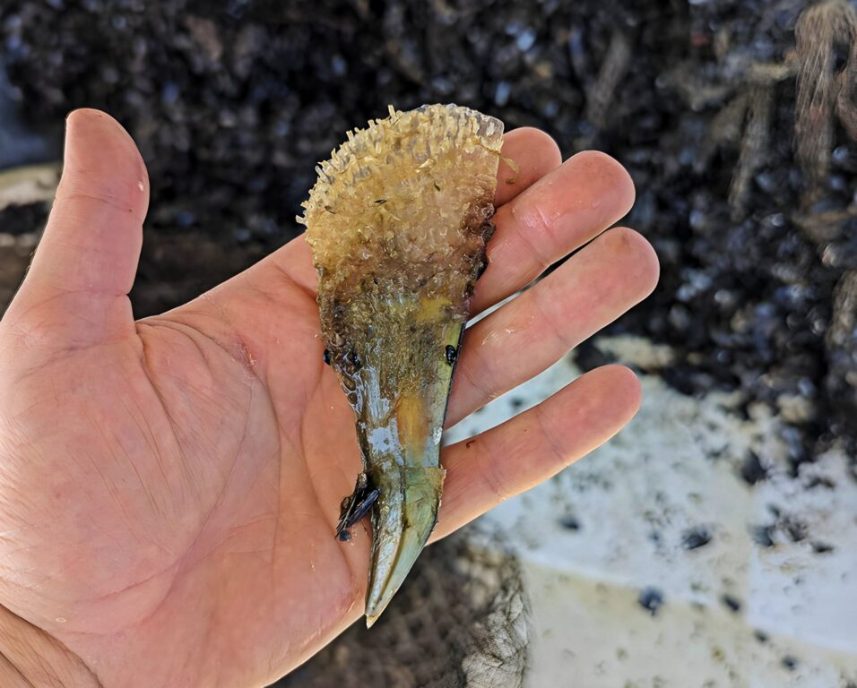 Dobra vijest je nalazak pet živih i zdravih periski ispod Šibenskog mosta