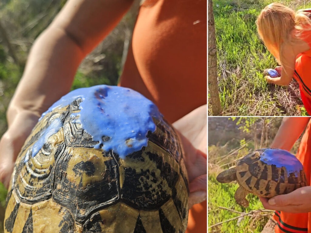 Fenix pojma nema koliki je sretnik . Pregaženog ga spašavale žene iz NP Krka i top veterinari iz Mora