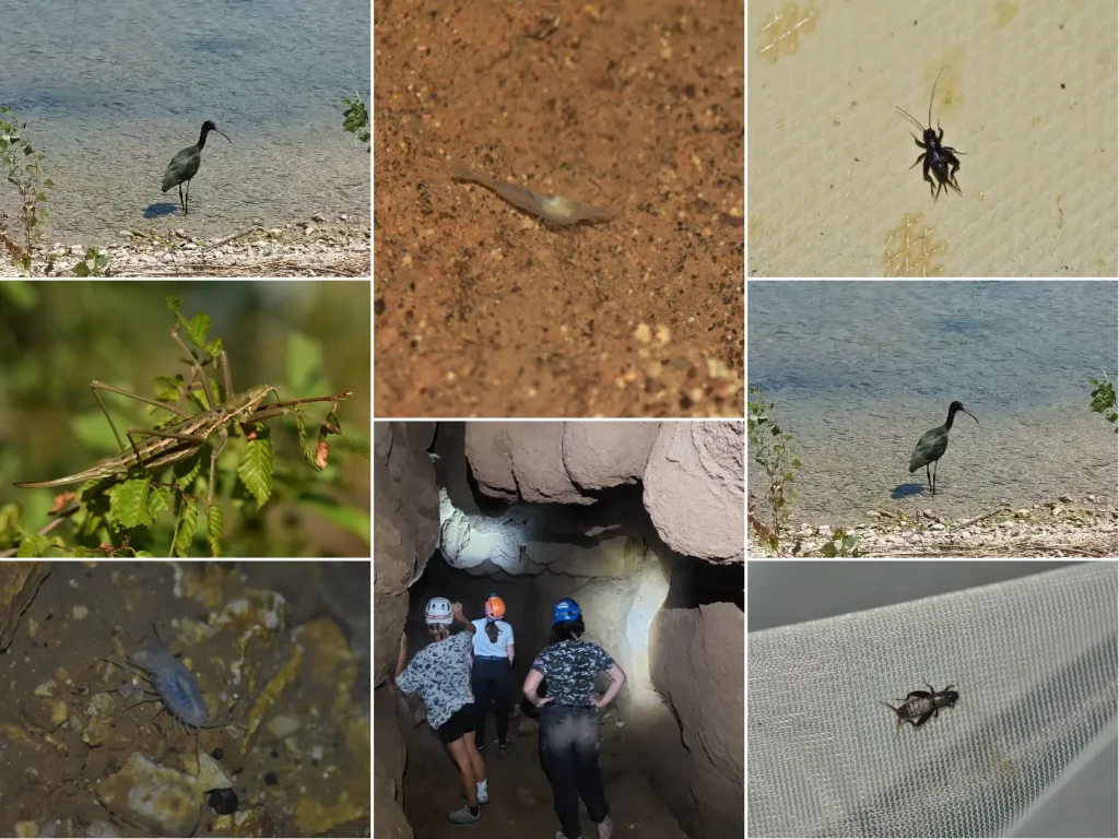 Potvrda bogatstva bioraznolikosti NP Krka: Volonteri otkrili više od 25 novih vrsta