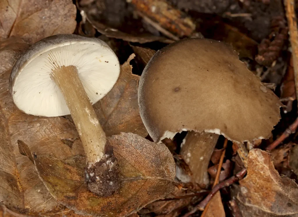 gljive-npkrka1 | Šigureca Dosad neviđene u Hrvatskoj: Čak 11 novih vrsta gljiva otkriveno u NP Krka