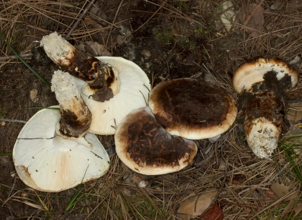 gljive-npkrka2 | Šigureca Dosad neviđene u Hrvatskoj: Čak 11 novih vrsta gljiva otkriveno u NP Krka