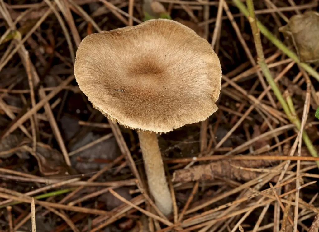 Dosad neviđene u Hrvatskoj: Čak 11 novih vrsta gljiva otkriveno u NP Krka