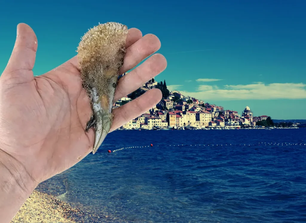 Više od dva milijuna eura za očuvanje zaštićenih staništa i vrsta Šibensko-kninske županije