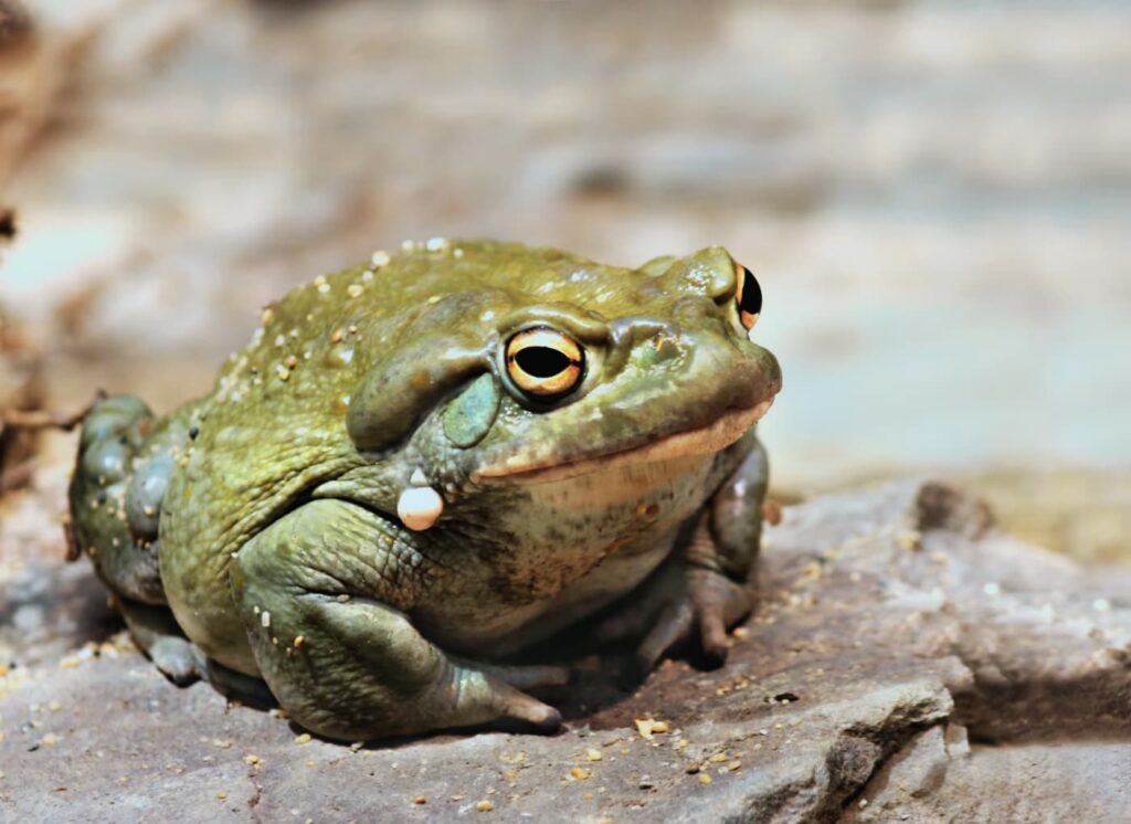 Doznali smo što se događa s mozgom pod utjecajem najjačeg psihodelika na svijetu