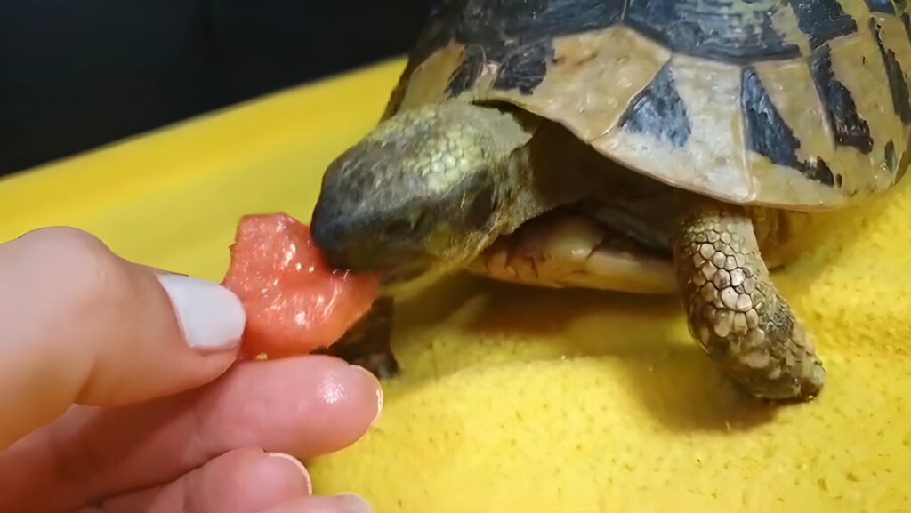 Fenix pojma nema koliki je sretnik . Pregaženog ga spašavale žene iz NP Krka i top veterinari iz Mora