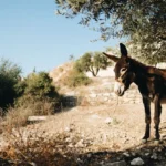 Država odriješila kesu za autore suvremene umjetničke glazbe