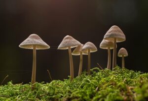 Češka na tripu nade: Magične gljive postaju recept za duševni mir