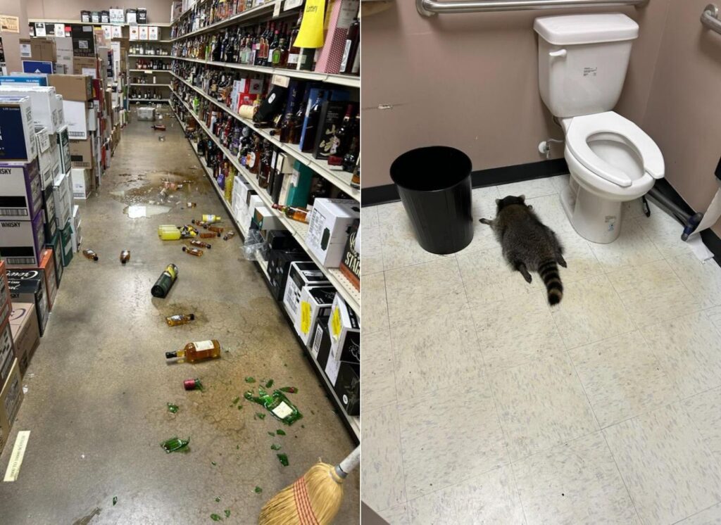 Svi pričaju o američkom rakunu koji je partijao po samoposluzi i završio mrtav pijan u WC-u