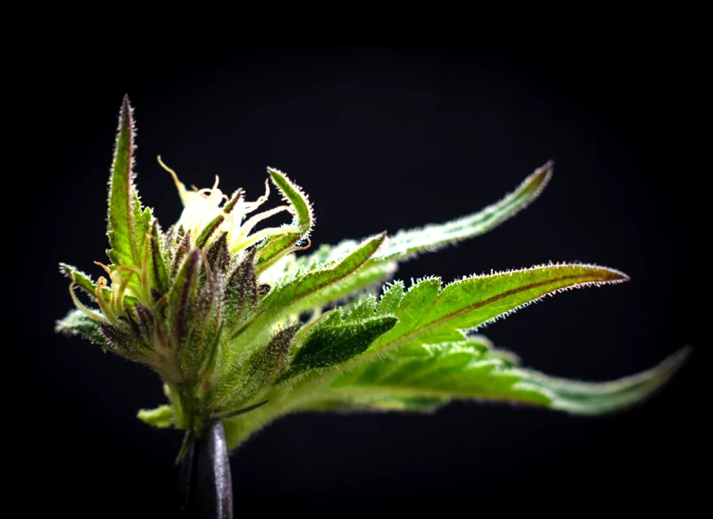 Legalizacija ‘trave’ u Njemačkoj nije stvorila narkomansko društvo, ali ni pomogla privredi