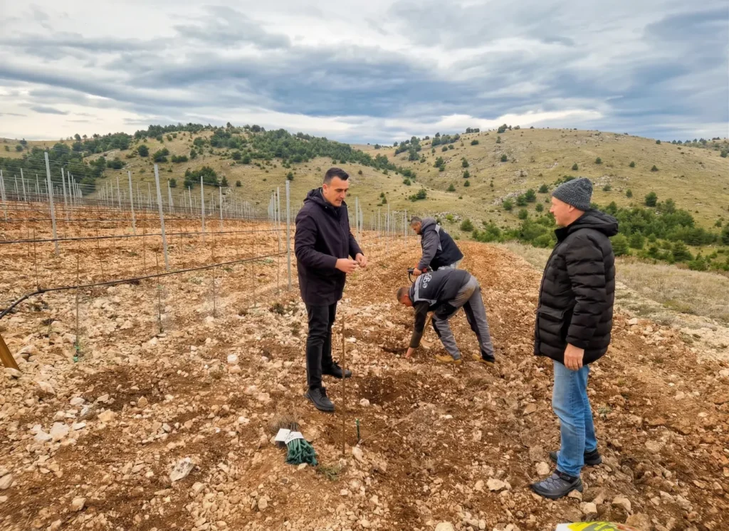 vina-sibenik-babic-lasina3 Šibenski vinari prave poeziju od babića i lasine, nije ni čudo da sad kloniraju te sorte