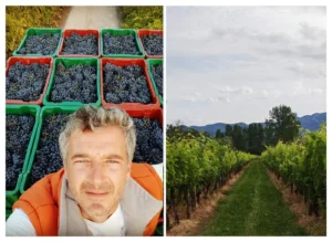 dario-gašpar-vinogradi-vrgorac Izvještaj iz skrivenog dragulja kontrasta: Vrgorac je najproduktivnija enigma krša