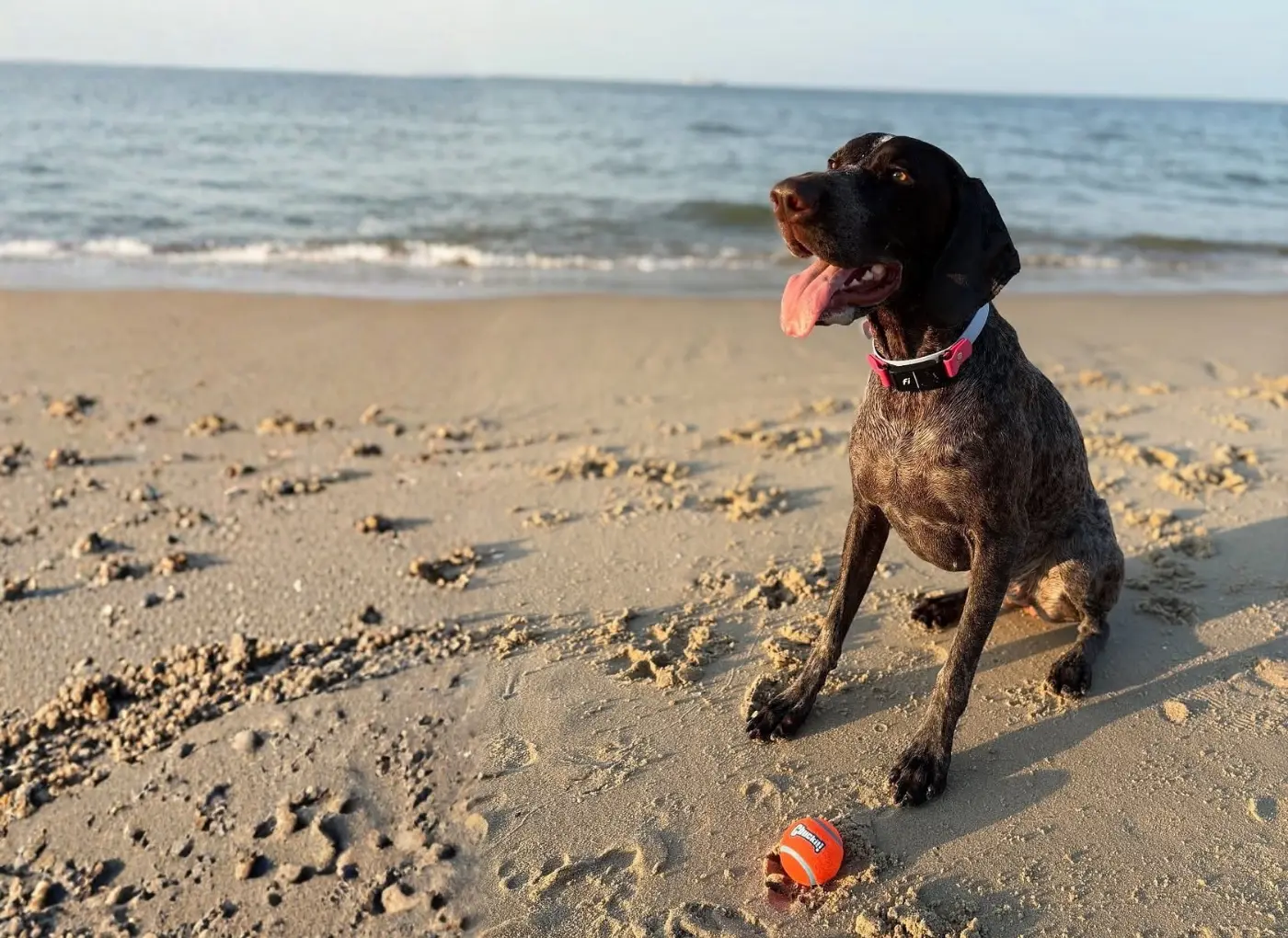 Black brindle dog with a pink collar sits on the sandy beach near an orange ball by the water's edge, looking ahead.